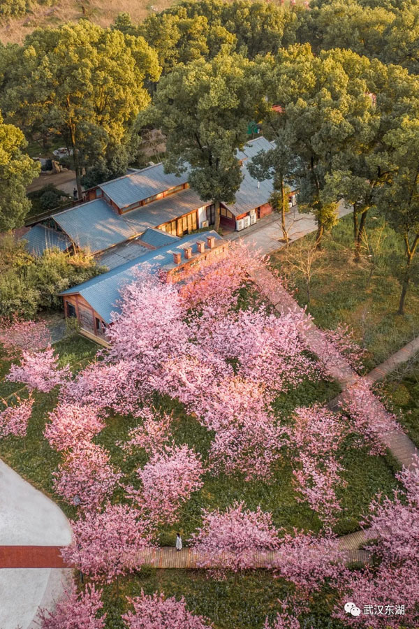 武漢のサクラサク！新型コロナウイルス去り、花見を楽しむ人々　湖北省