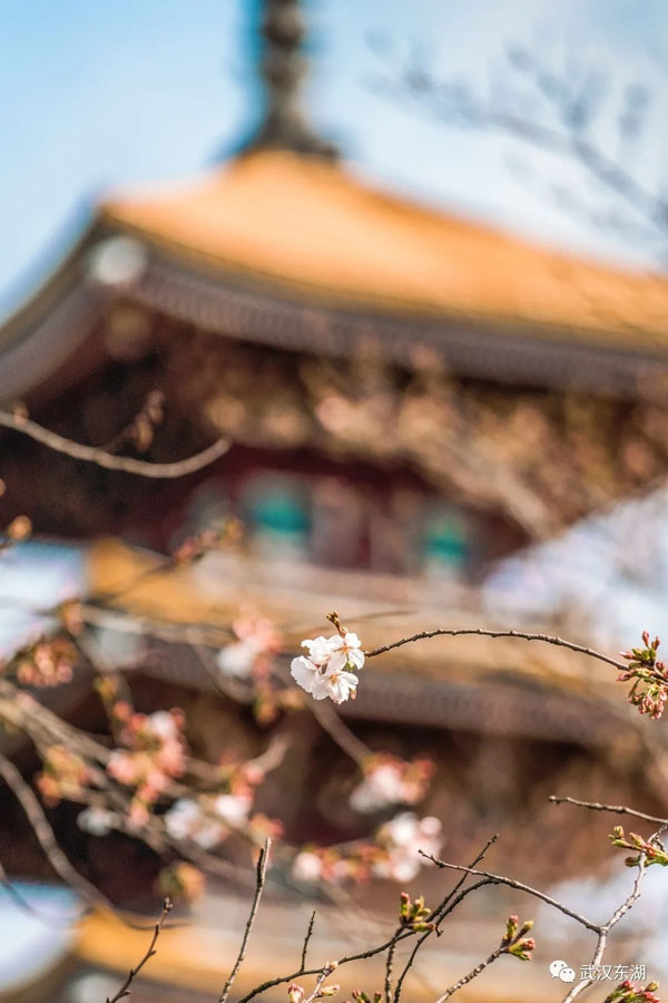 武漢のサクラサク！新型コロナウイルス去り、花見(jiàn)を楽しむ人々　湖北省