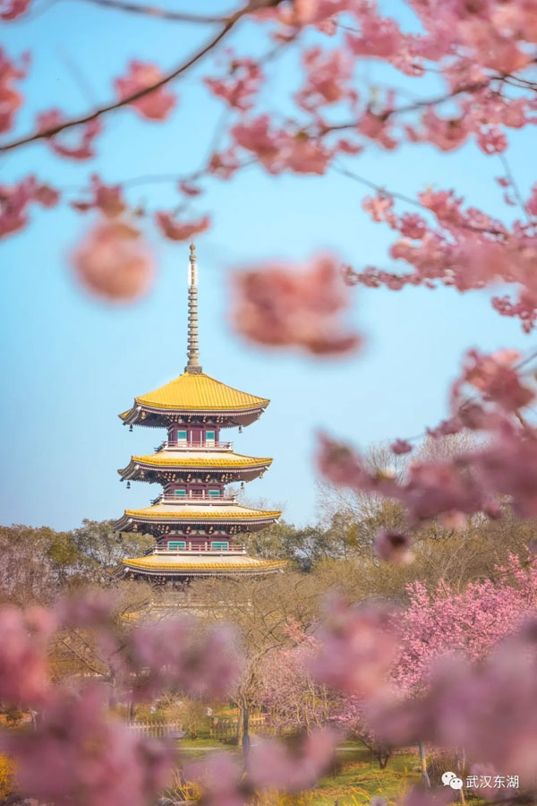 武漢のサクラサク！新型コロナウイルス去り、花見を楽しむ人々　湖北省