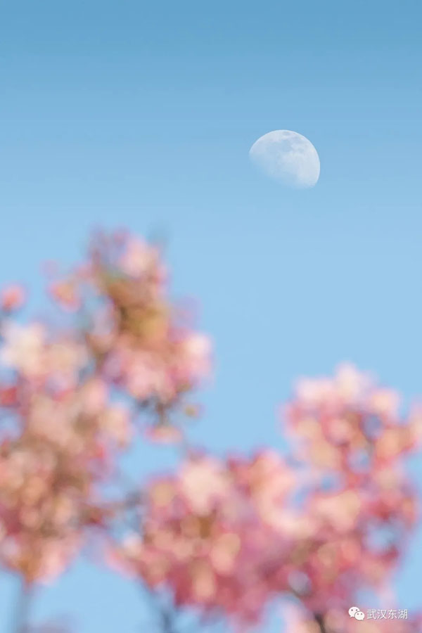 武漢のサクラサク！新型コロナウイルス去り、花見(jiàn)を楽しむ人々　湖北省