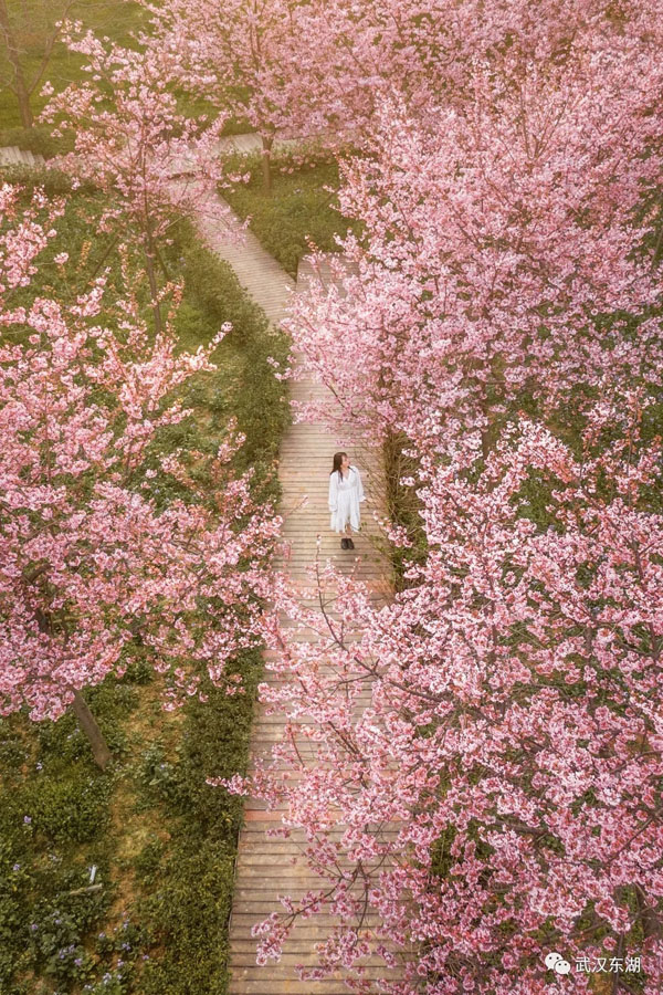 武漢のサクラサク！新型コロナウイルス去り、花見を楽しむ人々　湖北省