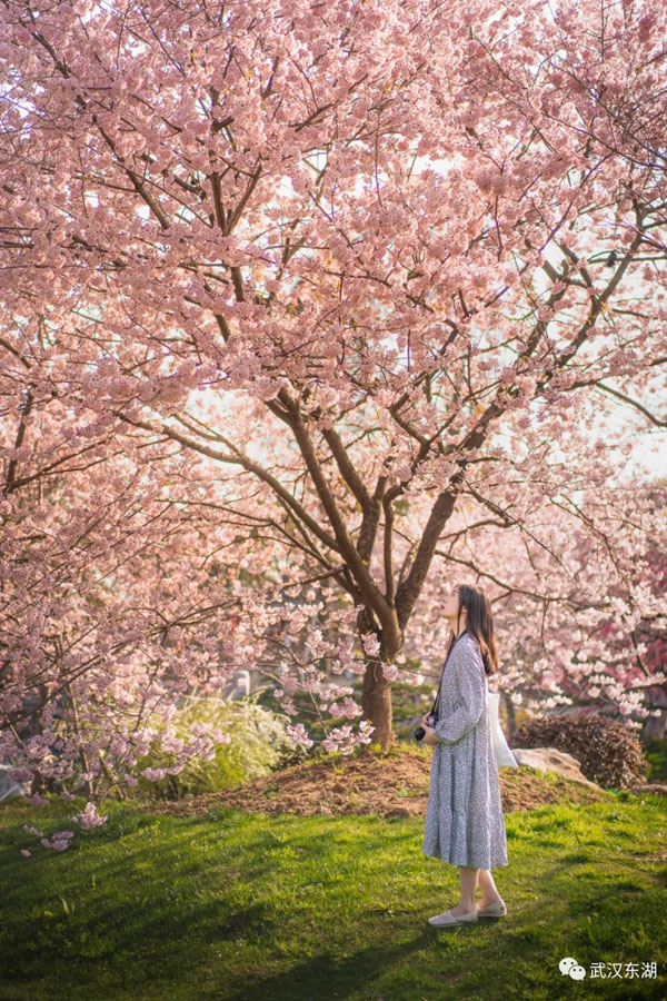 武漢のサクラサク！新型コロナウイルス去り、花見を楽しむ人々　湖北省