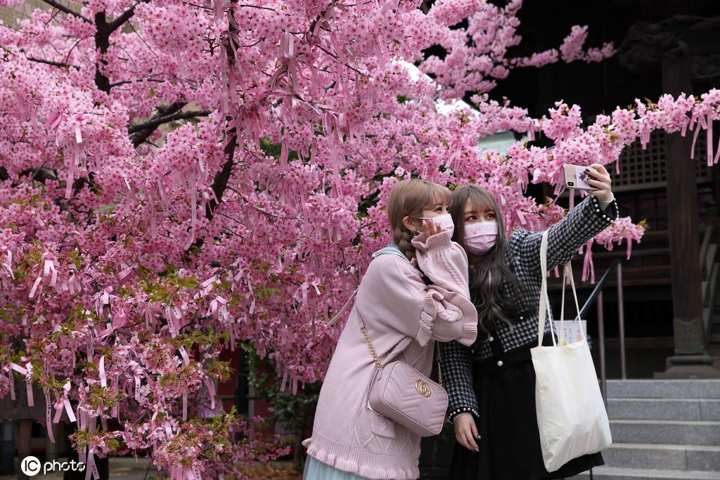 東京で、満開(kāi)となった早咲きの桜の下で記念寫(xiě)真を撮る市民。（寫(xiě)真著作権は東方ICが所有のため転載禁止）