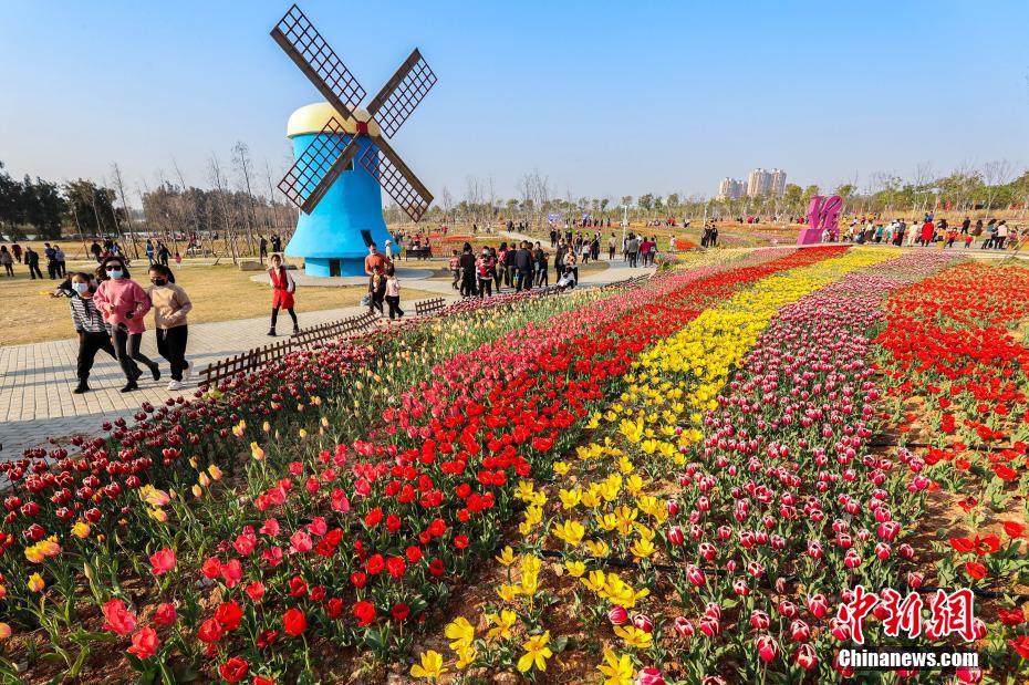 色とりどりのチューリップ満開に　福建省