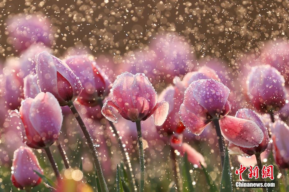 カラフルな花を咲かせたチューリップ（撮影?陸起拓）。