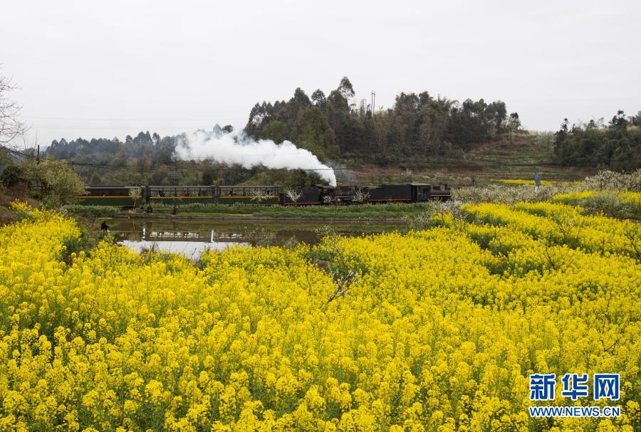 3月2日、菜子壩近くの花畑を通過する嘉陽の蒸気機関車（撮影?江宏景）。