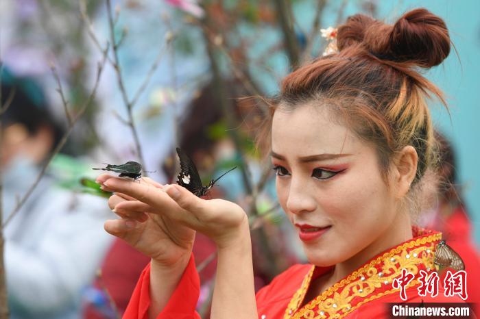 菜の花畑とチョウを堪能できるイベント開(kāi)催　湖南省平江