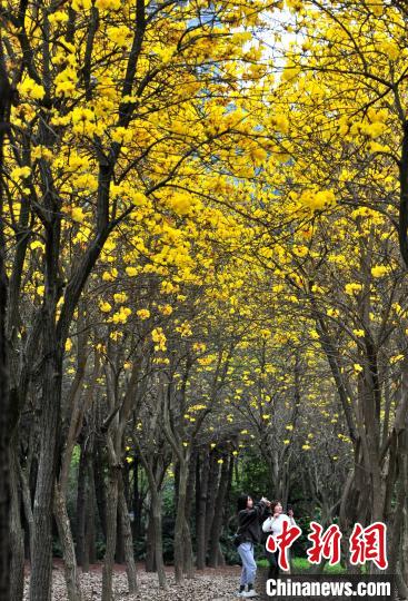 目の覚めるような鮮やかな黃色の花?キバナノウゼンが満開(kāi)に　福建省福州