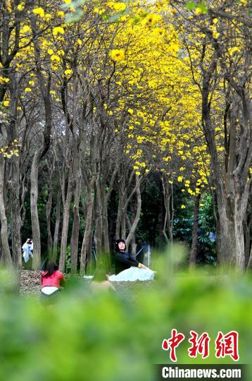 目の覚めるような鮮やかな黃色の花?キバナノウゼンが満開に　福建省福州