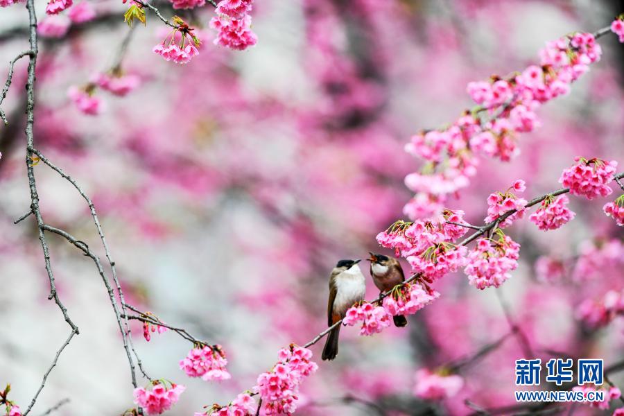 鳥がさえずり、桜が咲きほこる春のムード満載に　貴州省貴陽