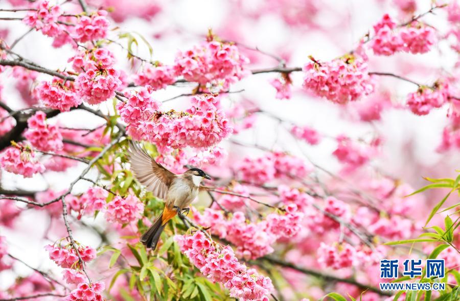 鳥がさえずり、桜が咲きほこる春のムード満載に　貴州省貴陽