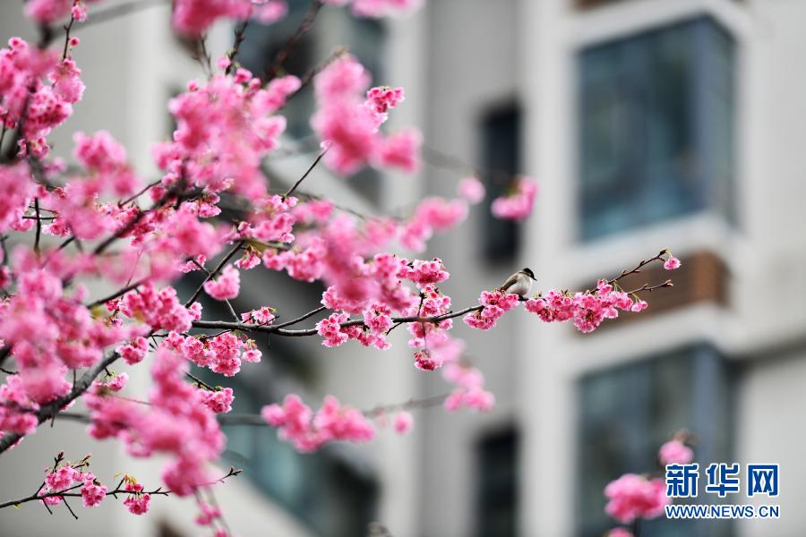 鳥がさえずり、桜が咲きほこる春のムード満載に　貴州省貴陽
