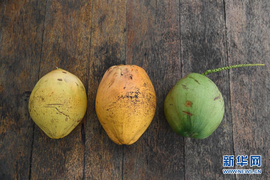 背の低いヤシの木が登場(chǎng)　手を伸ばせば取れるヤシの実