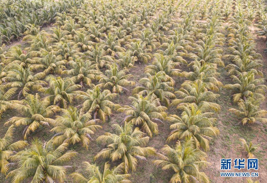 背の低いヤシの木が登場　手を伸ばせば取れるヤシの実