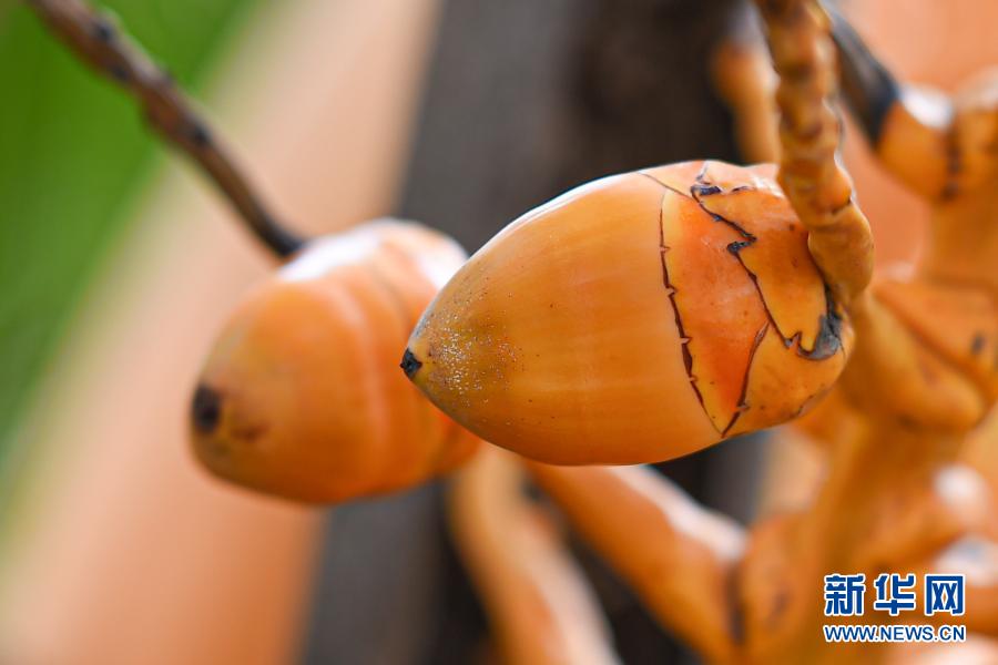 背の低いヤシの木が登場(chǎng)　手を伸ばせば取れるヤシの実