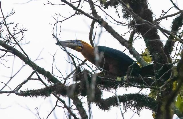 絶滅危懼種ナナミゾサイチョウの撮影に成功　雲(yún)南省盈江