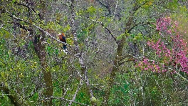 絶滅危懼種ナナミゾサイチョウの撮影に成功　雲(yún)南省盈江