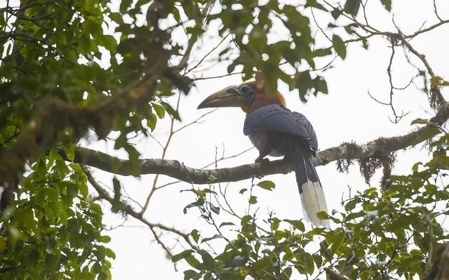 絶滅危懼種ナナミゾサイチョウの撮影に成功　雲(yún)南省盈江