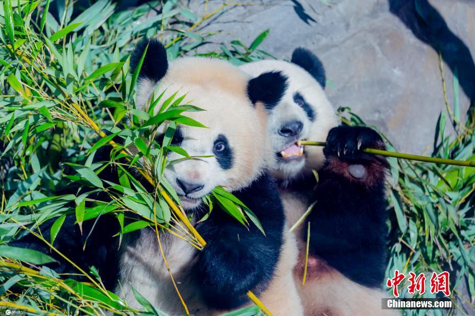 竹、ウマいなぁ～！ドイツの雙子パンダの近況寫真公開