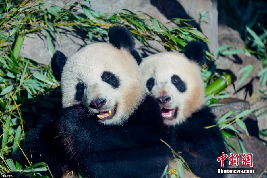 竹、ウマいなぁ～！ドイツの雙子パンダの近況寫(xiě)真公開(kāi)