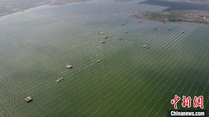 安徽省の「養(yǎng)魚池」太陽光発電所の建設(shè)が加速