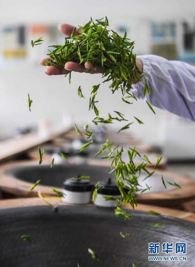 杭州?西湖で竜井茶の茶摘みがスタート