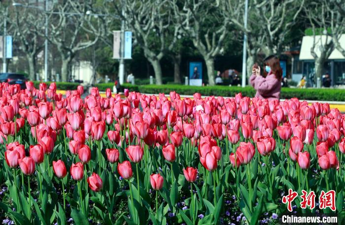 春爛漫！美しく咲き誇る數(shù)萬本のチューリップ　上海