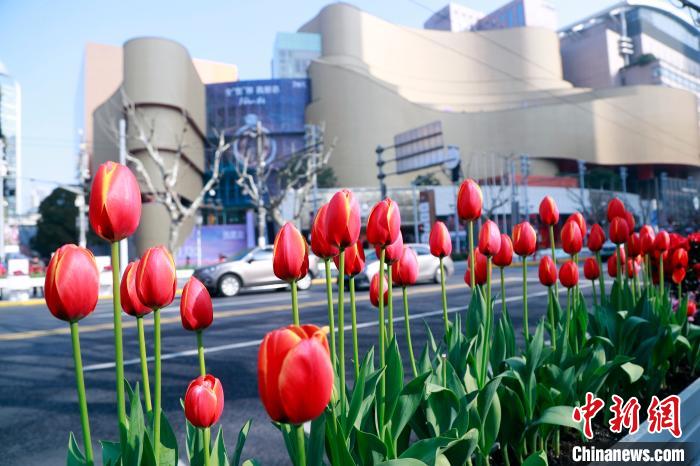 春爛漫！美しく咲き誇る數萬本のチューリップ　上海