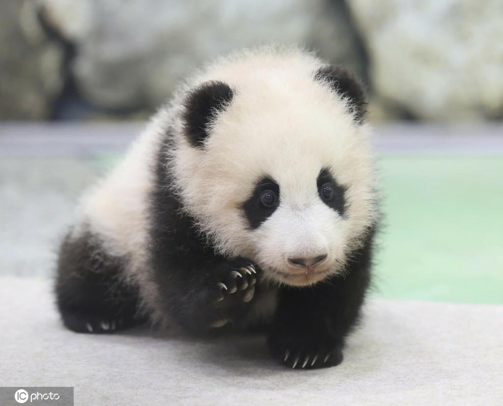一般公開された可愛らしい赤ちゃんパンダ（寫真著作権は東方ICが所有のため転載禁止）。