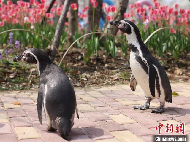 ペンギン2匹が「花見遠足」に！　江蘇省南京