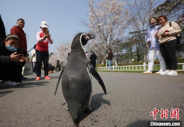 ペンギン2匹が「花見遠(yuǎn)足」に！　江蘇省南京