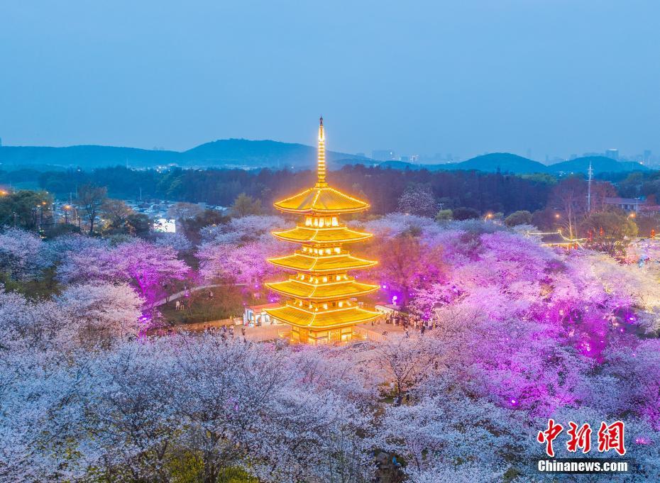 3月14日、武漢東湖桜花園の夜景（撮影?趙広亮）。