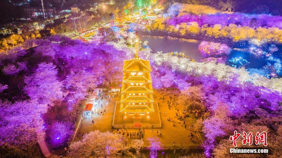 東湖桜花園の夜桜ライトアップ　湖北省武漢
