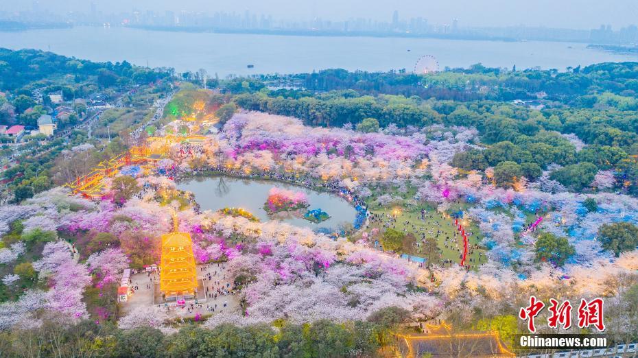 東湖桜花園の夜桜ライトアップ　湖北省武漢
