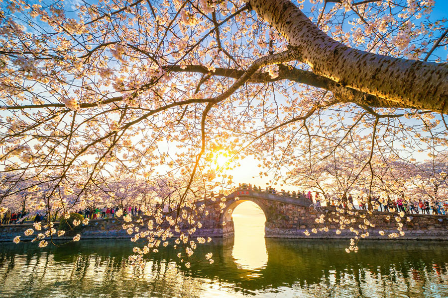 江蘇省無(wú)錫市にある黿頭渚景勝地の桜（寫真著作権はCFP視覚中國(guó)が所有のため転載禁止）。