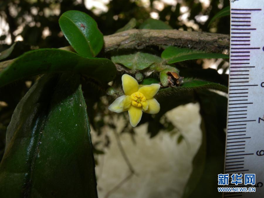 「雲(yún)南管蕊茶」中國(guó)で管蕊茶の新種を初発見(jiàn)、その數(shù)わずか30株ほど　雲(yún)南省