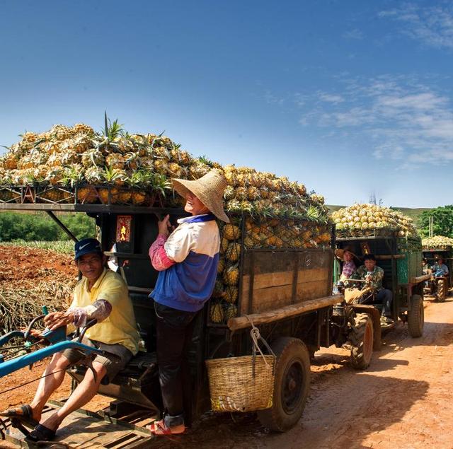 フォロワー11億人の広東省徐聞県産パイナップル、出荷へ
