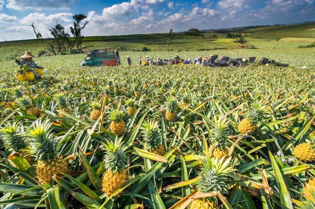 フォロワー11億人の広東省徐聞県産パイナップル、出荷へ