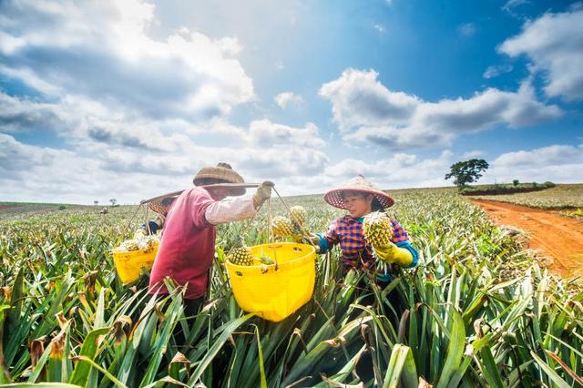 フォロワー11億人の広東省徐聞県産パイナップル、出荷へ