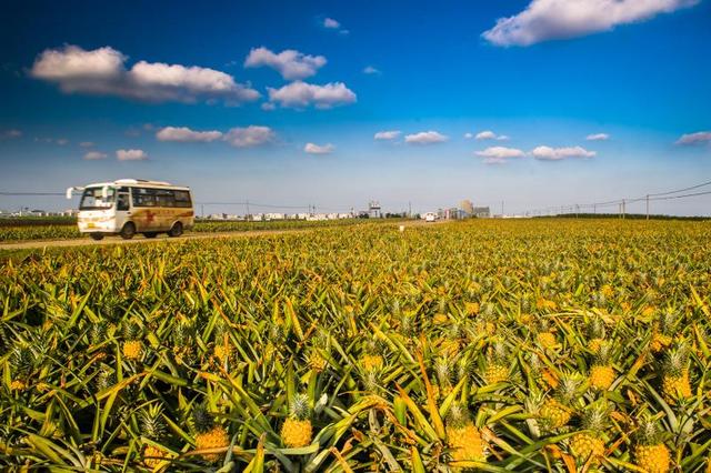 フォロワー11億人の広東省徐聞県産パイナップル、出荷へ