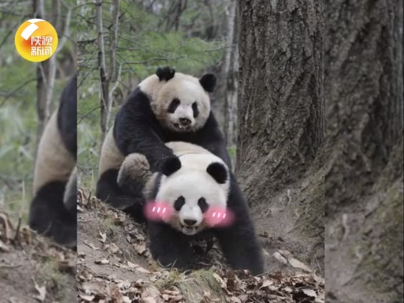 「愛の巣」は木の上！秦嶺地域のパンダ　陝西省