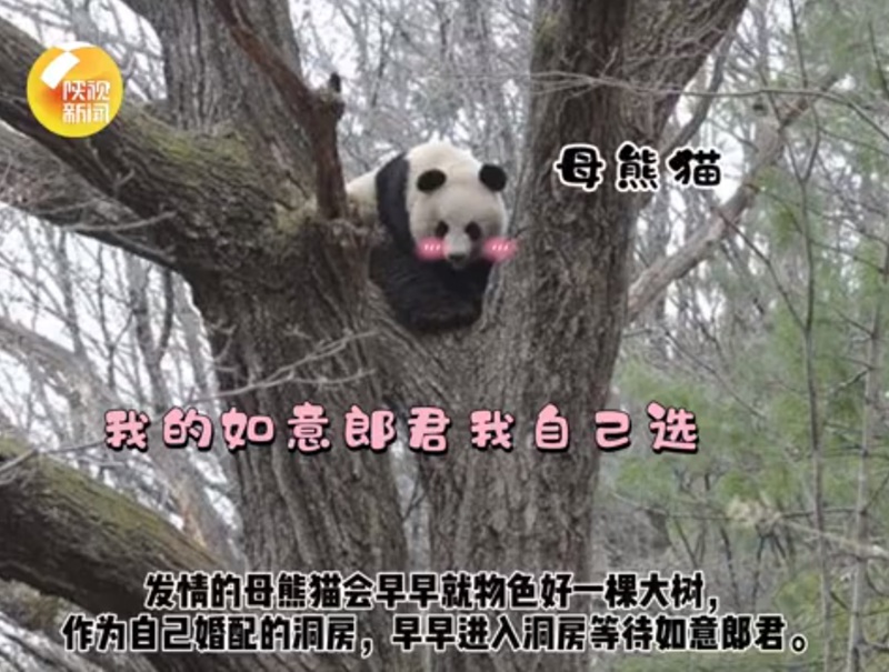 「愛の巣」は木の上！秦嶺地域のパンダ　陝西省