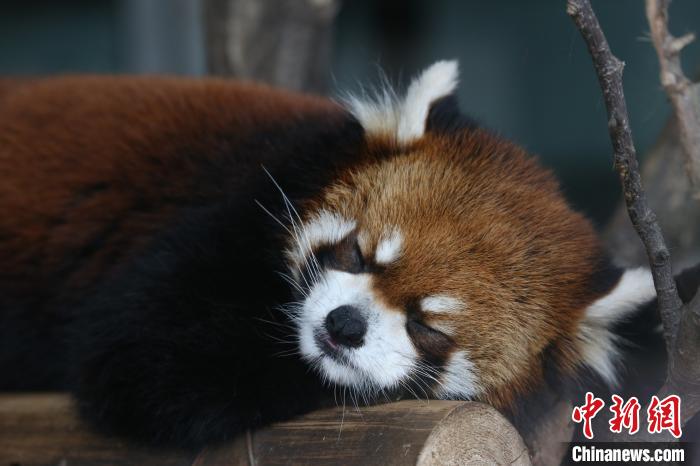 世界睡眠デーに動(dòng)物たちの可愛(ài)い寢姿で癒されよう！