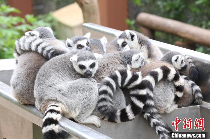 世界睡眠デーに動(dòng)物たちの可愛い寢姿で癒されよう！