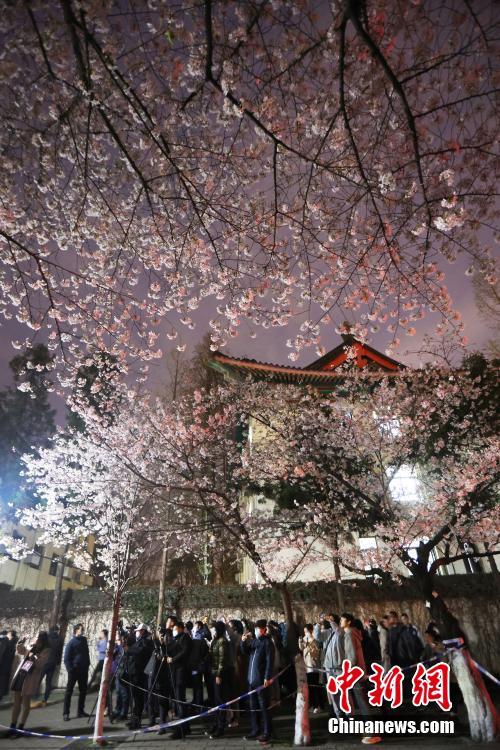 南京の街を飾る「夜桜」、春の夜景楽しむ人々