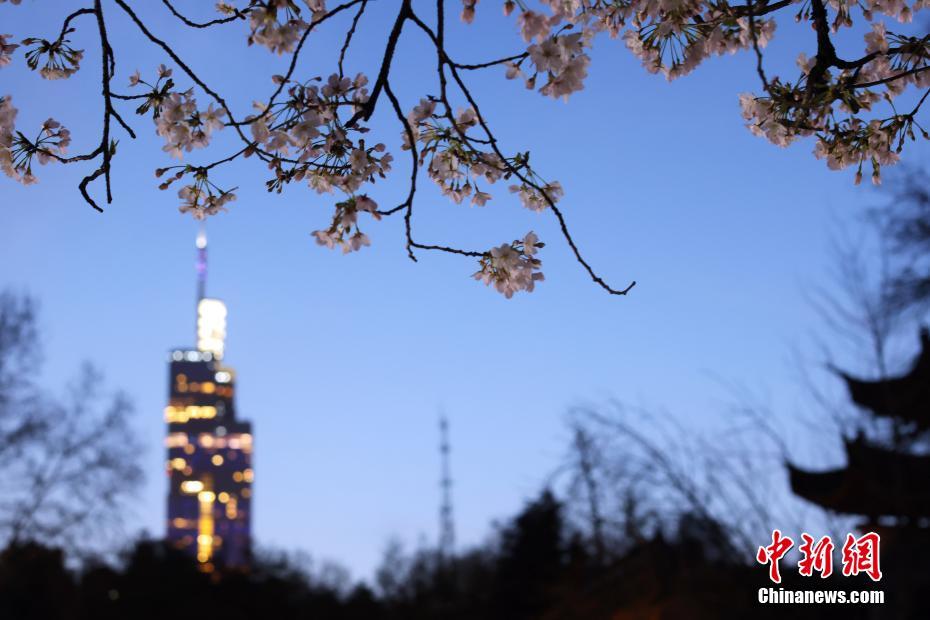 南京の街を飾る「夜桜」、春の夜景楽しむ人々