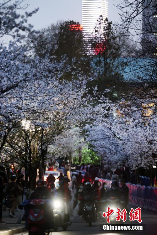 南京の街を飾る「夜桜」、春の夜景楽しむ人々