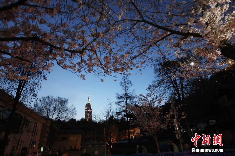 南京の街を飾る「夜桜」、春の夜景楽しむ人々