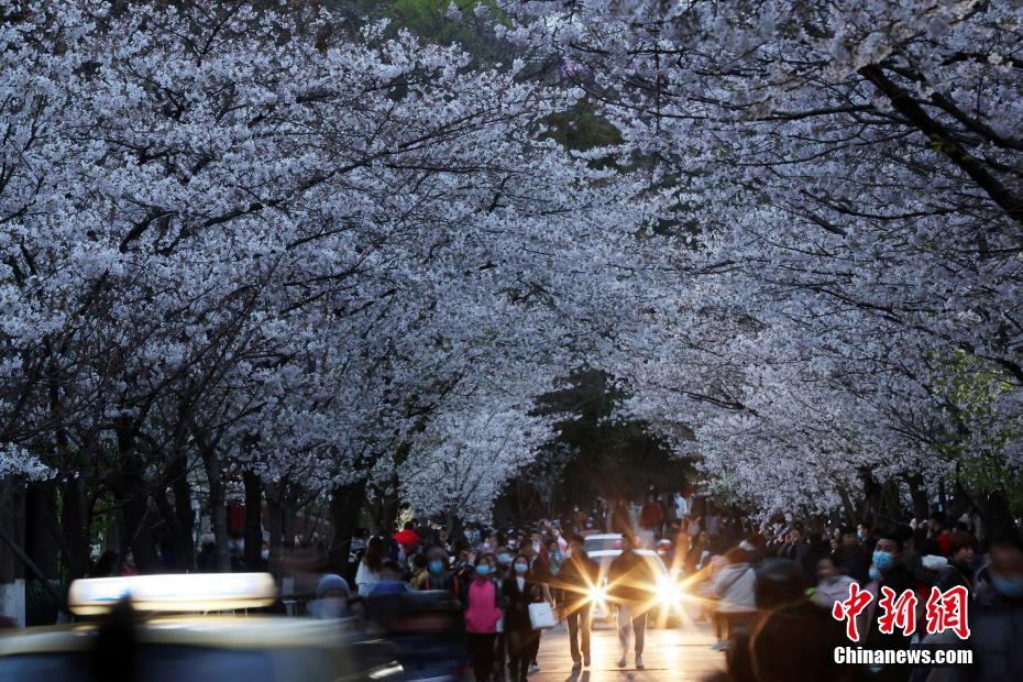 南京の街を飾る「夜桜」、春の夜景楽しむ人々