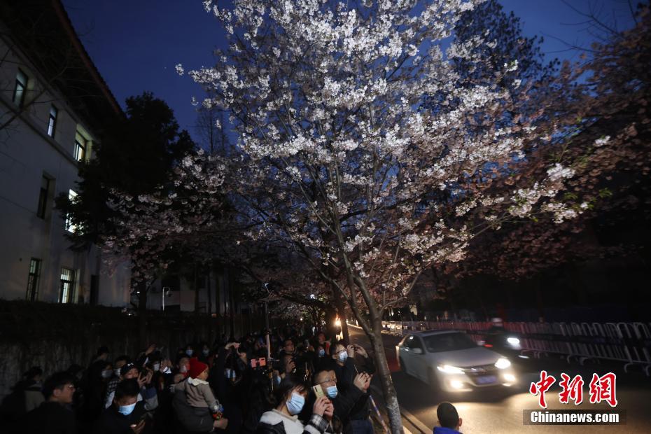 南京の街を飾る「夜桜」、春の夜景楽しむ人々